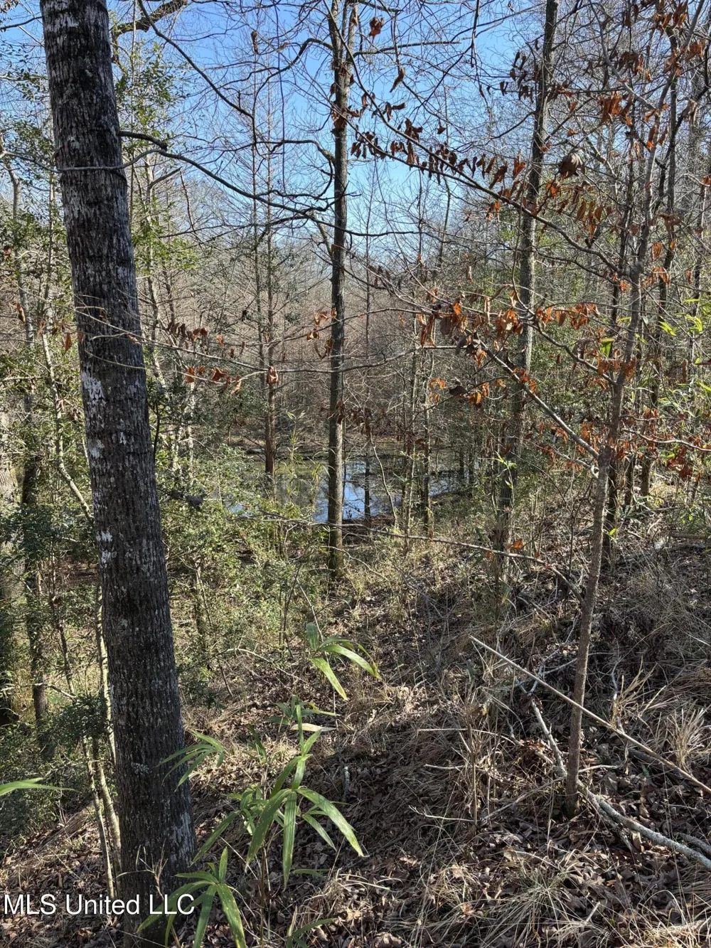 Lee Bass Road Pinola, MS 39149