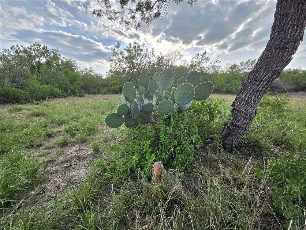 3073 Bravo 6 San Diego, TX 78384