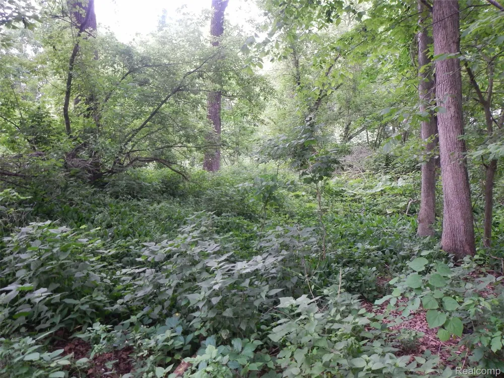 Johnson Drive | Lot 5 Lake Orion Village, MI 48362