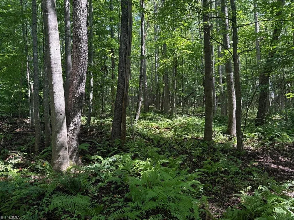 Lot 22 Austin Traphill Road Traphill, NC 28685
