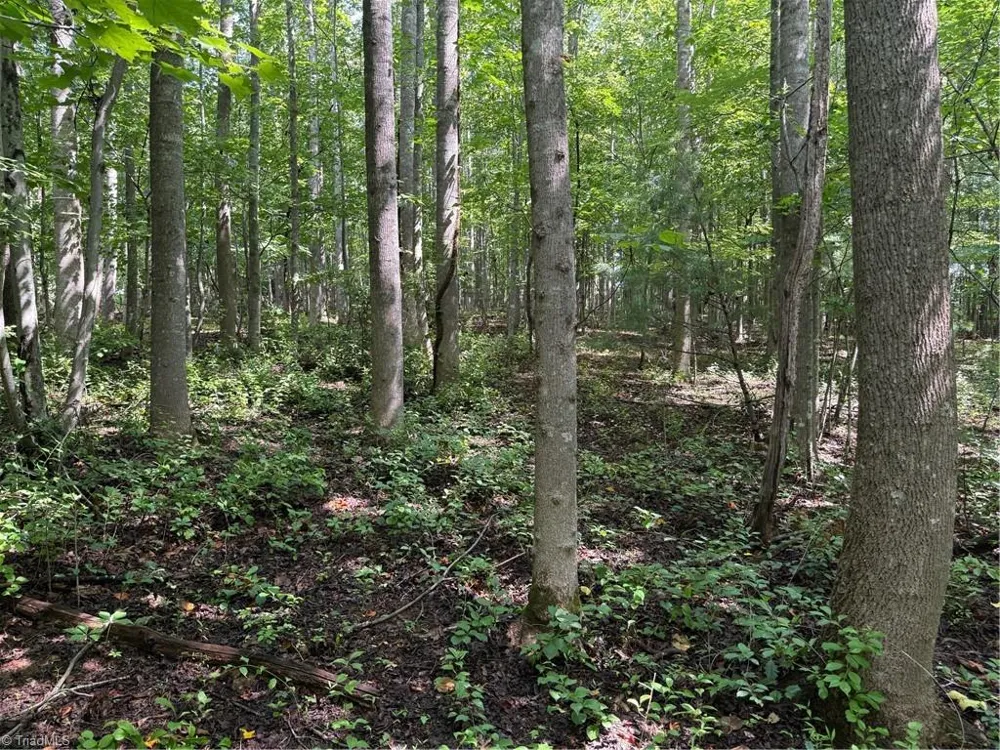 Lot 22 Austin Traphill Road Traphill, NC 28685