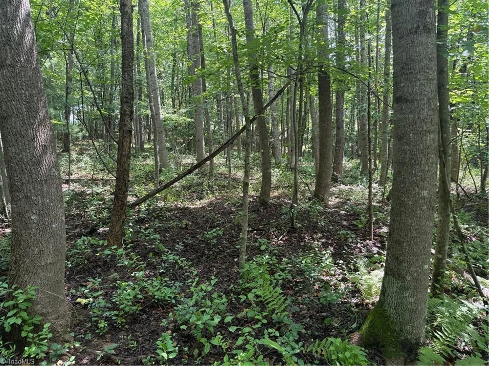 Lot 22 Austin Traphill Road Traphill, NC 28685