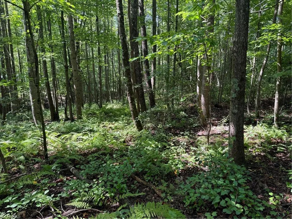 Lot 22 Austin Traphill Road Traphill, NC 28685