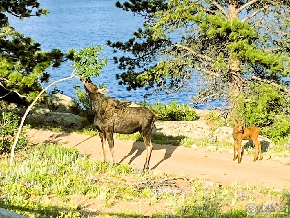 3 Fox Meadow Lane #Lot 3 Red Feather Lakes, CO 80545