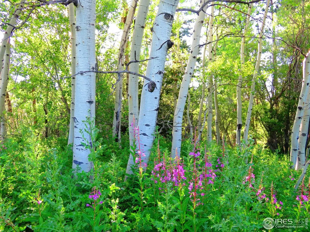 3 Fox Meadow Lane #Lot 3 Red Feather Lakes, CO 80545