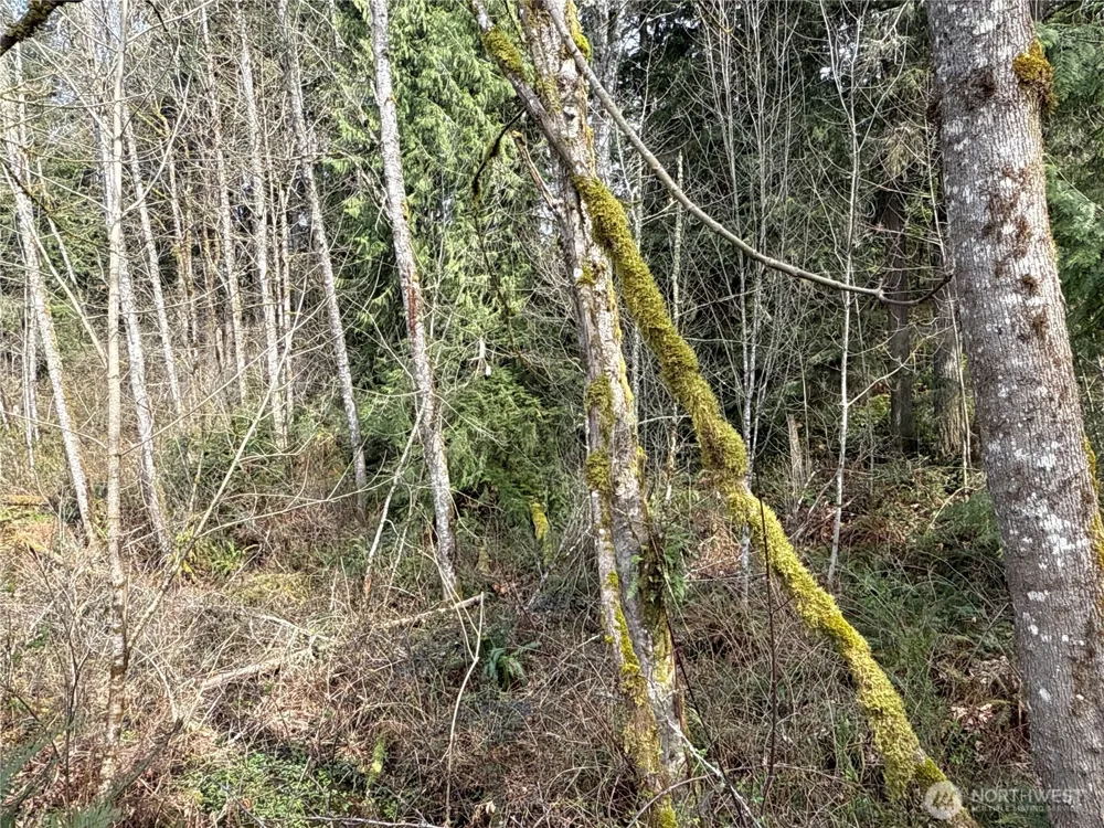 22 XXX 212th Avenue SE Maple Valley, WA 98038
