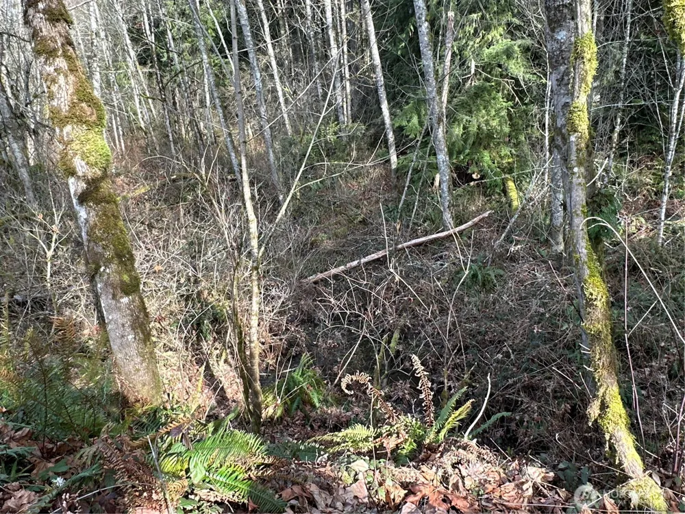 22 XXX 212th Avenue SE Maple Valley, WA 98038