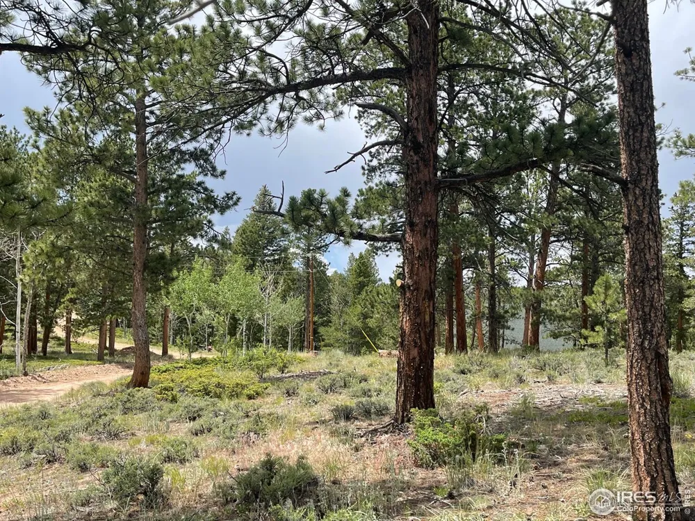 416 Comanche Circle Red Feather Lakes, CO 80545