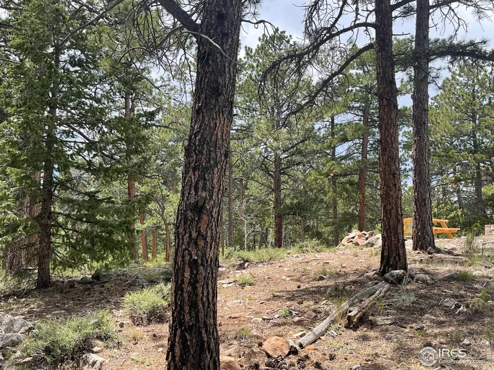 416 Comanche Circle Red Feather Lakes, CO 80545