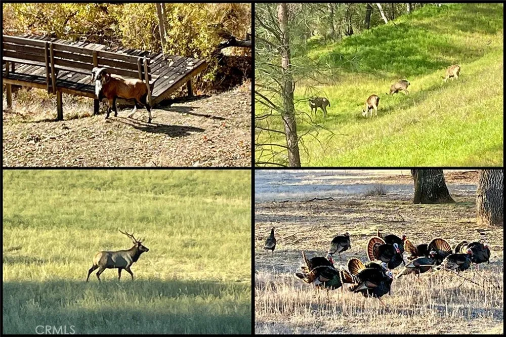 76450 Deer Pass Road Bradley, CA 93426