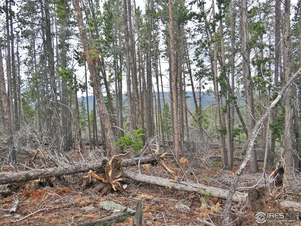 1683 Osage Trail Red Feather Lakes, CO 80545