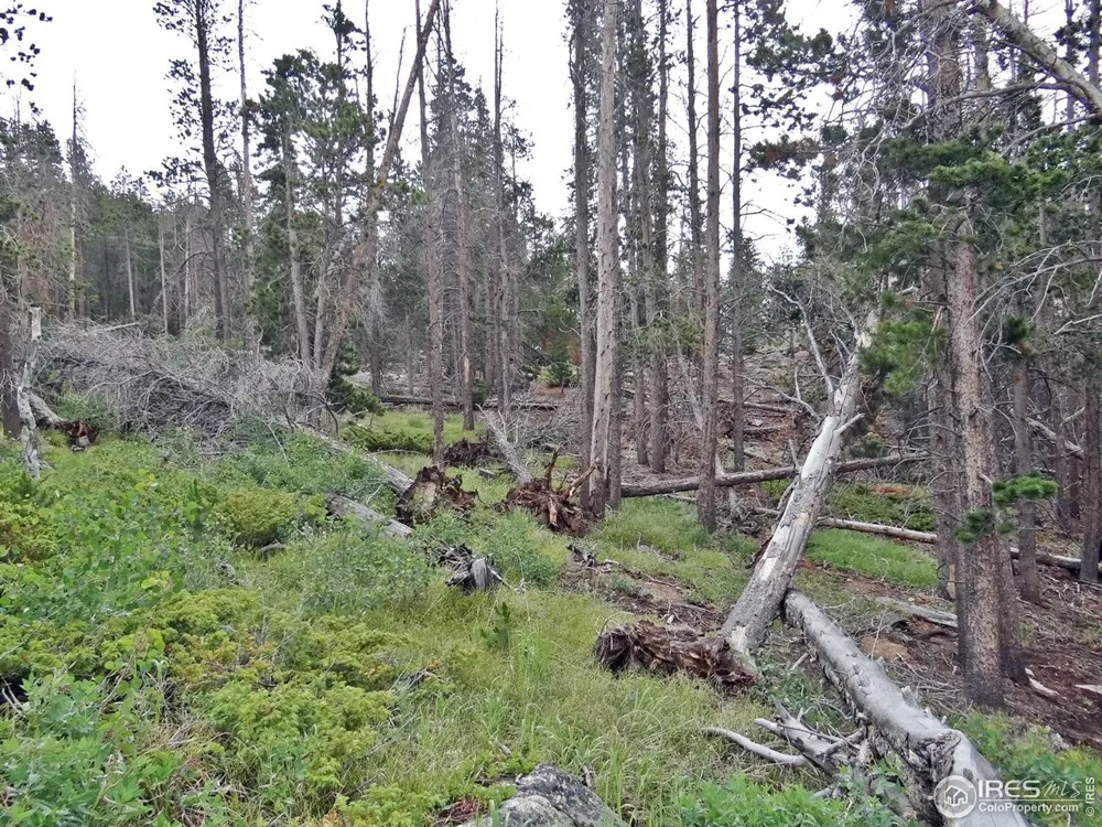 1683 Osage Trail Red Feather Lakes, CO 80545