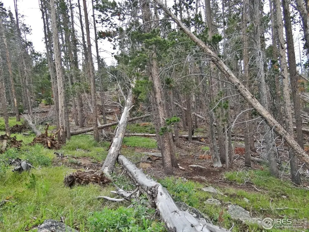 1683 Osage Trail Red Feather Lakes, CO 80545