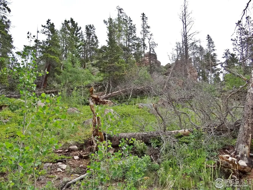 1683 Osage Trail Red Feather Lakes, CO 80545
