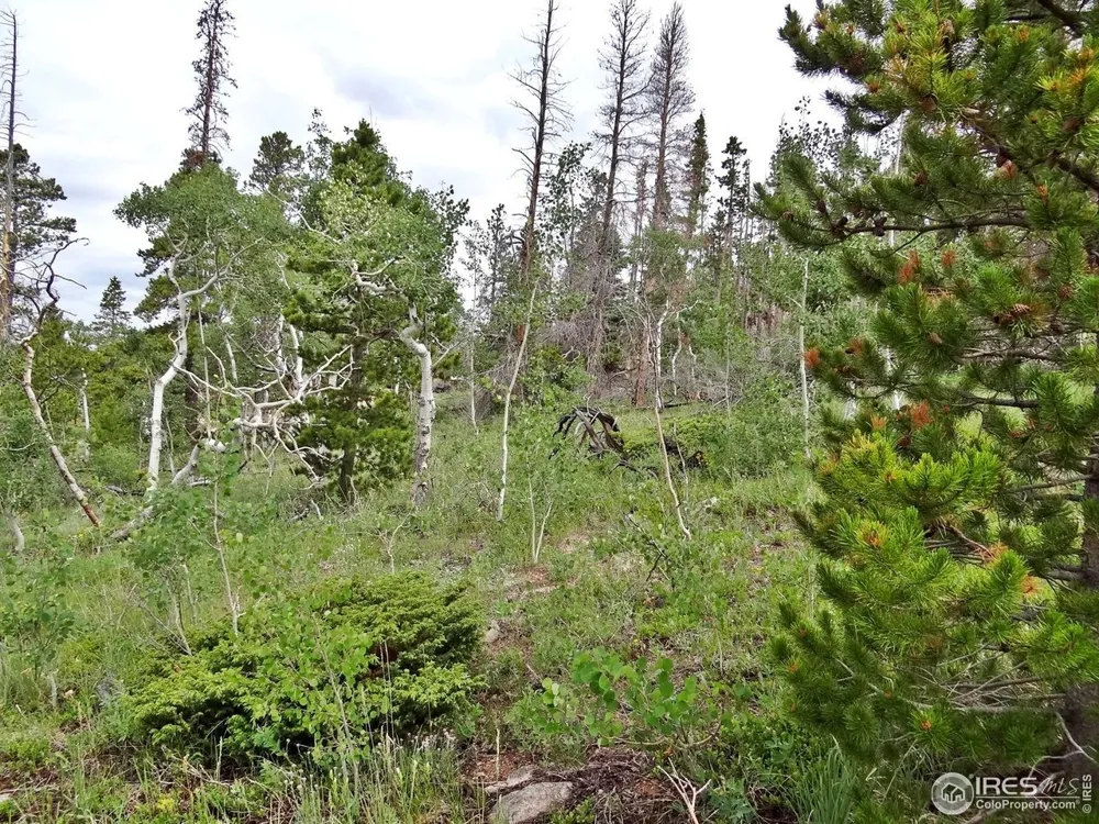 1683 Osage Trail Red Feather Lakes, CO 80545