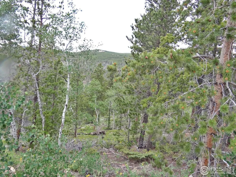 1601 Osage Trail Red Feather Lakes, CO 80545