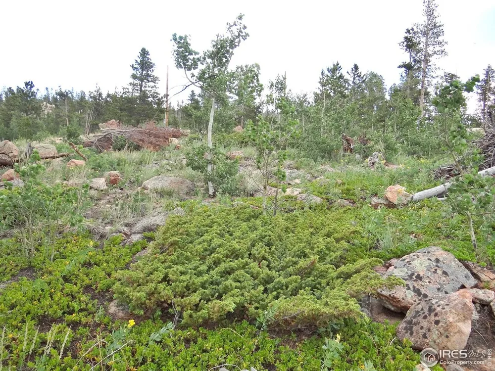 1601 Osage Trail Red Feather Lakes, CO 80545