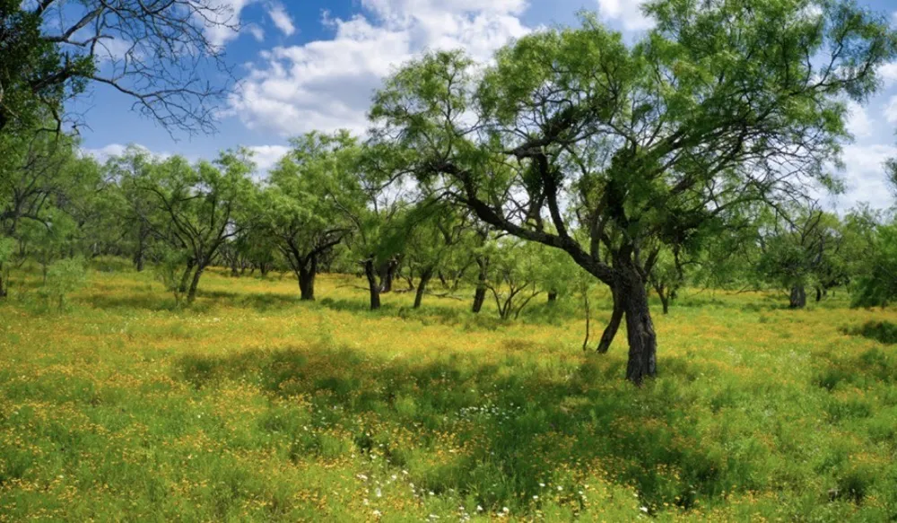 509 Sandy Lane Road Mason, TX 76856