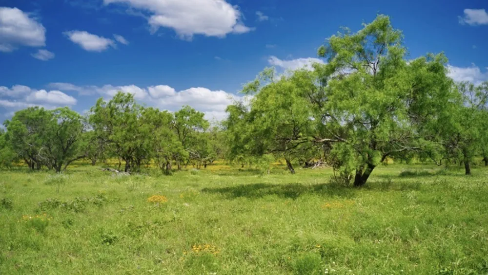 509 Sandy Lane Road Mason, TX 76856