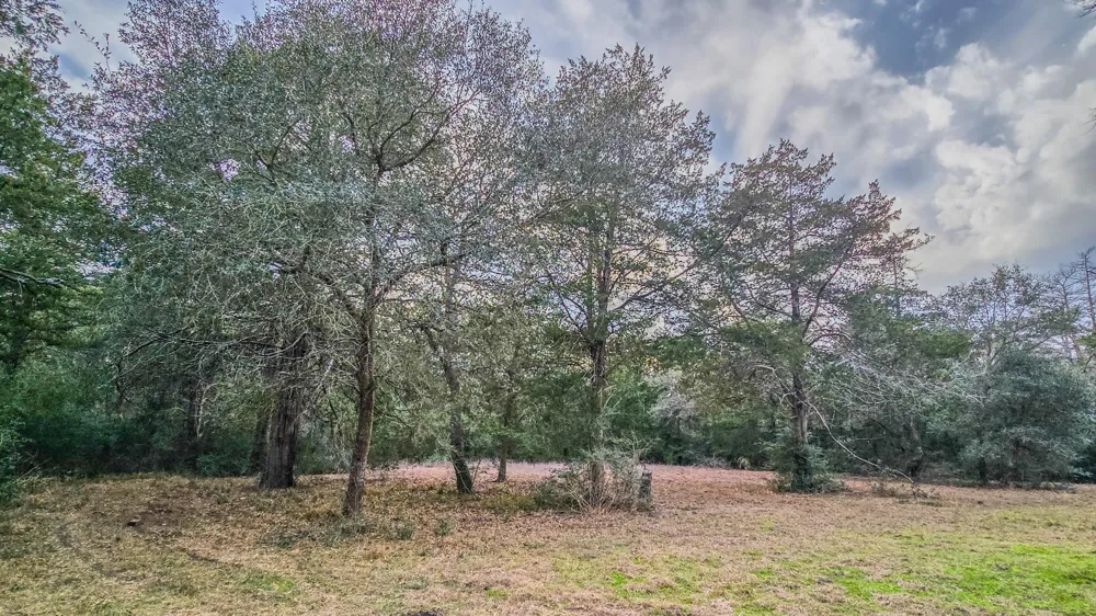 1042 Black Forest Ln Cat Spring, TX 78933