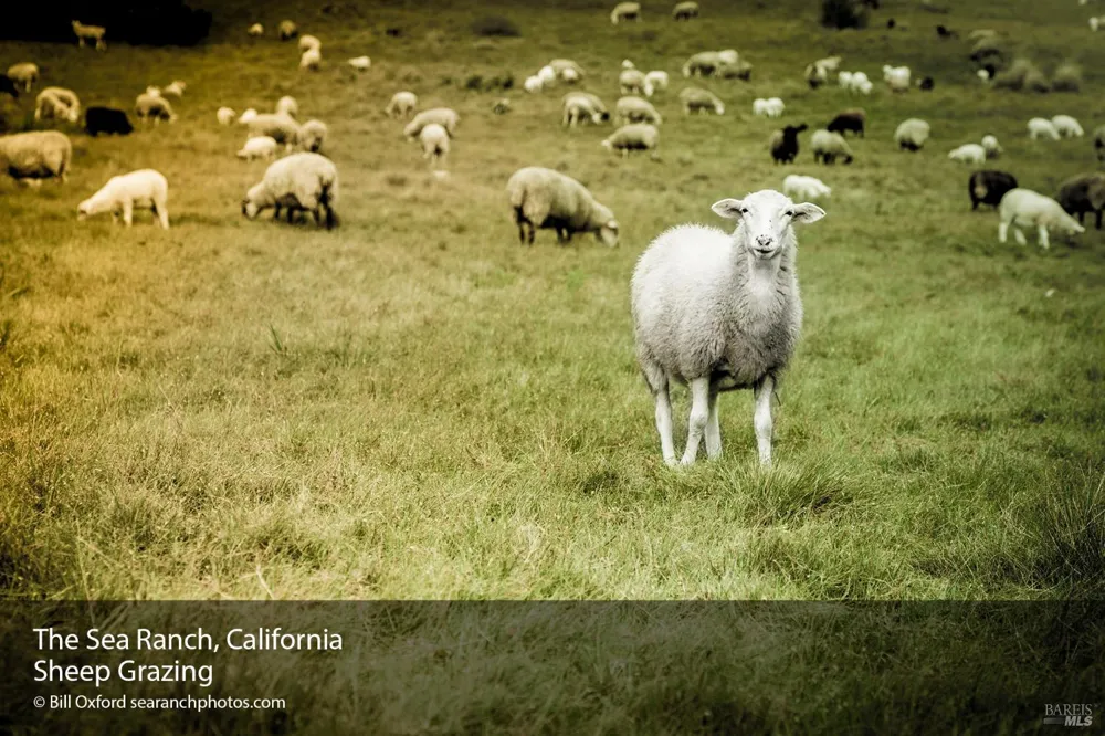 35411 Fly Cloud Road The Sea Ranch, CA 95497
