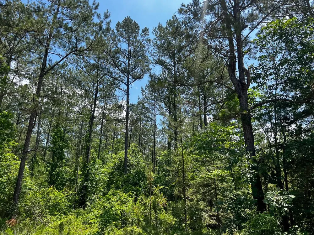 2 Highway 190 Oakhurst, TX 77359