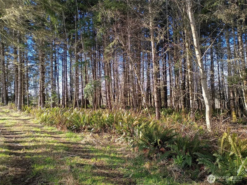 0 0 Salmon Creek Road #0 Mossyrock, WA 98564