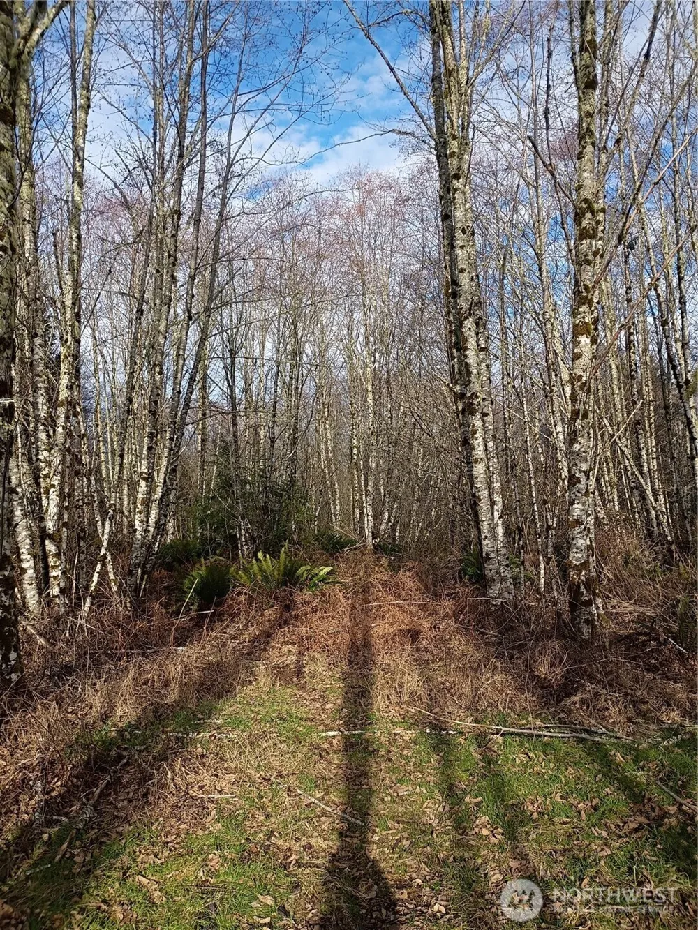0 0 Salmon Creek Road #0 Mossyrock, WA 98564
