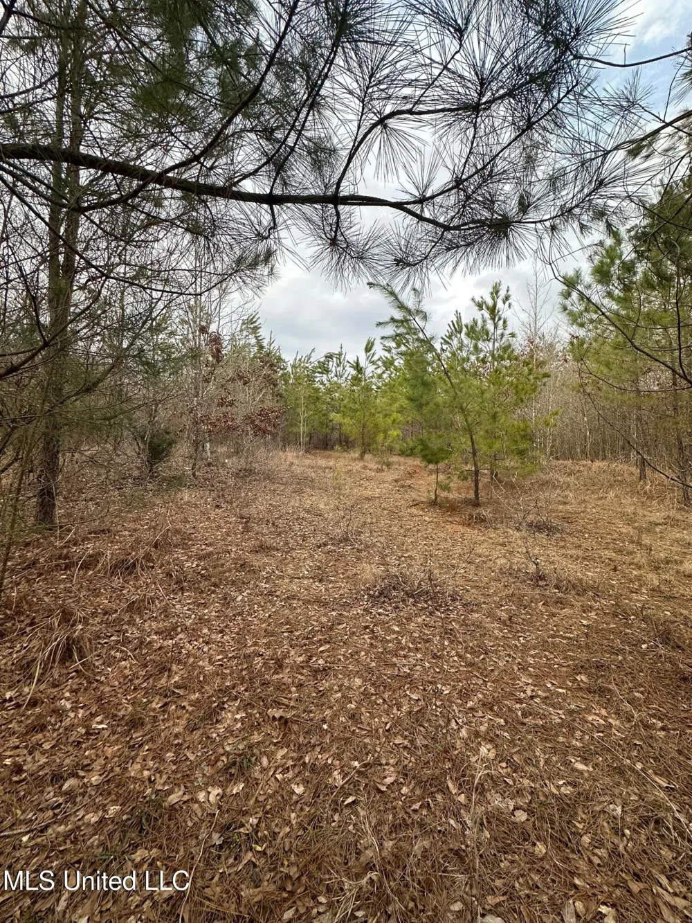 Gordon Road Duck Hill, MS 38925