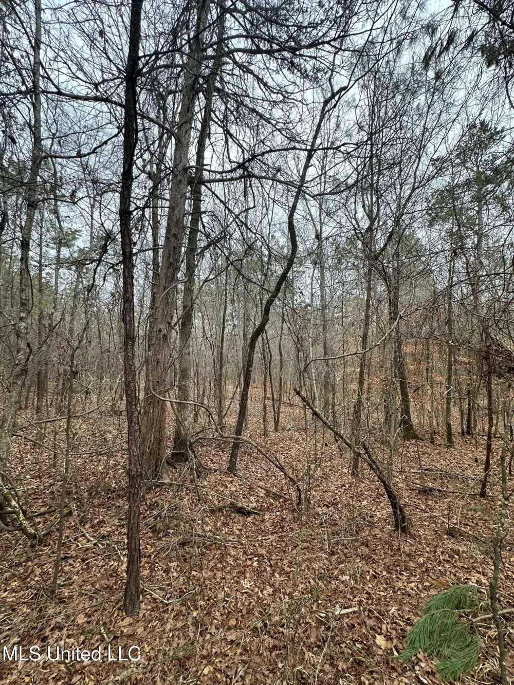 Gordon Road Duck Hill, MS 38925