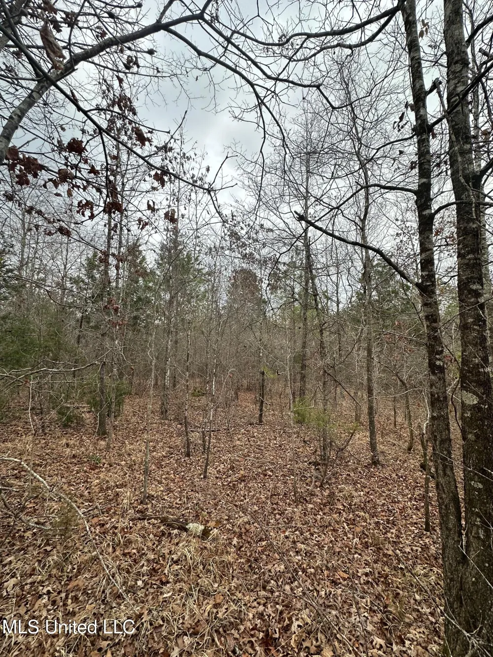 Gordon Road Duck Hill, MS 38925
