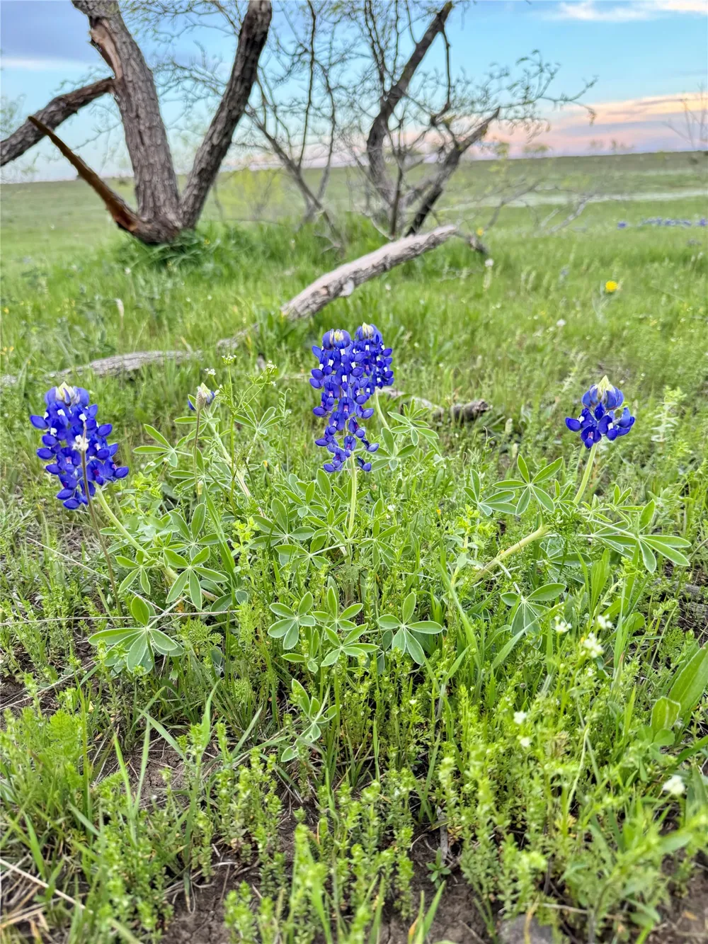 2332 County Road 2109 Lometa, TX 76853