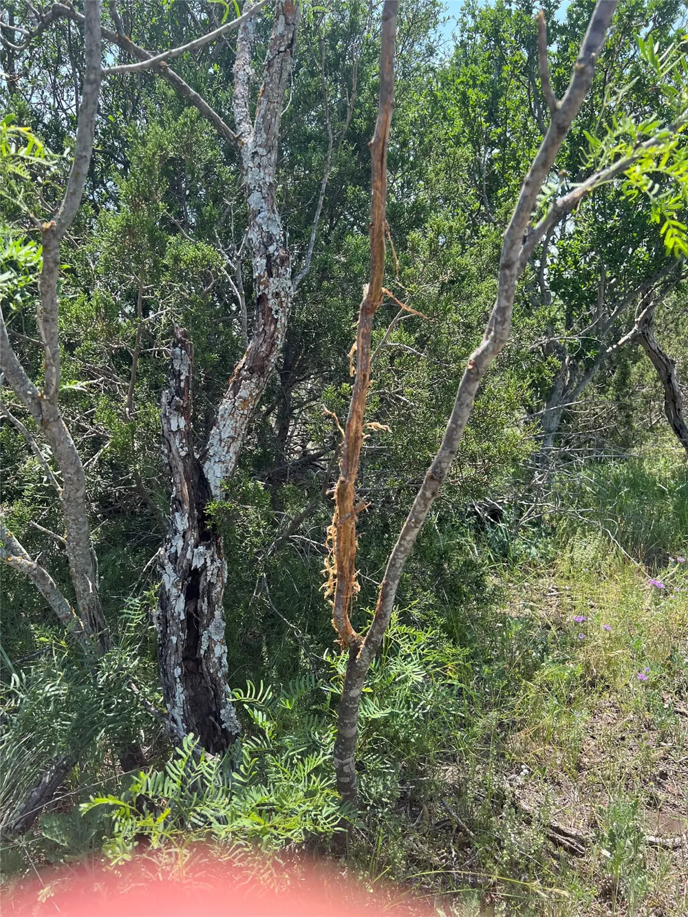 County Road 450 Rocksprings, TX 78880