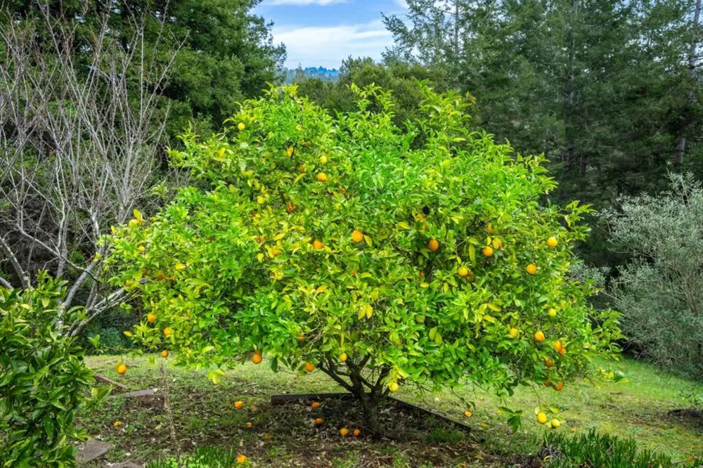 645 Skyward Drive Aptos, CA 95003