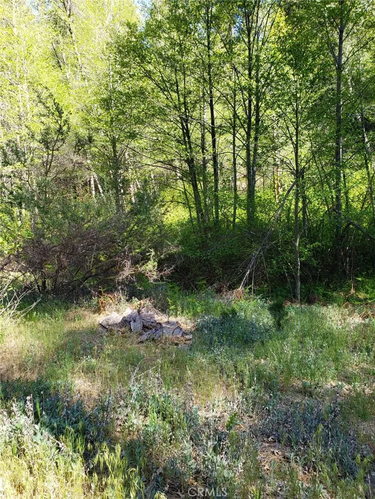 29531 Little Bear Creek Road Cedar Glen, CA 92321