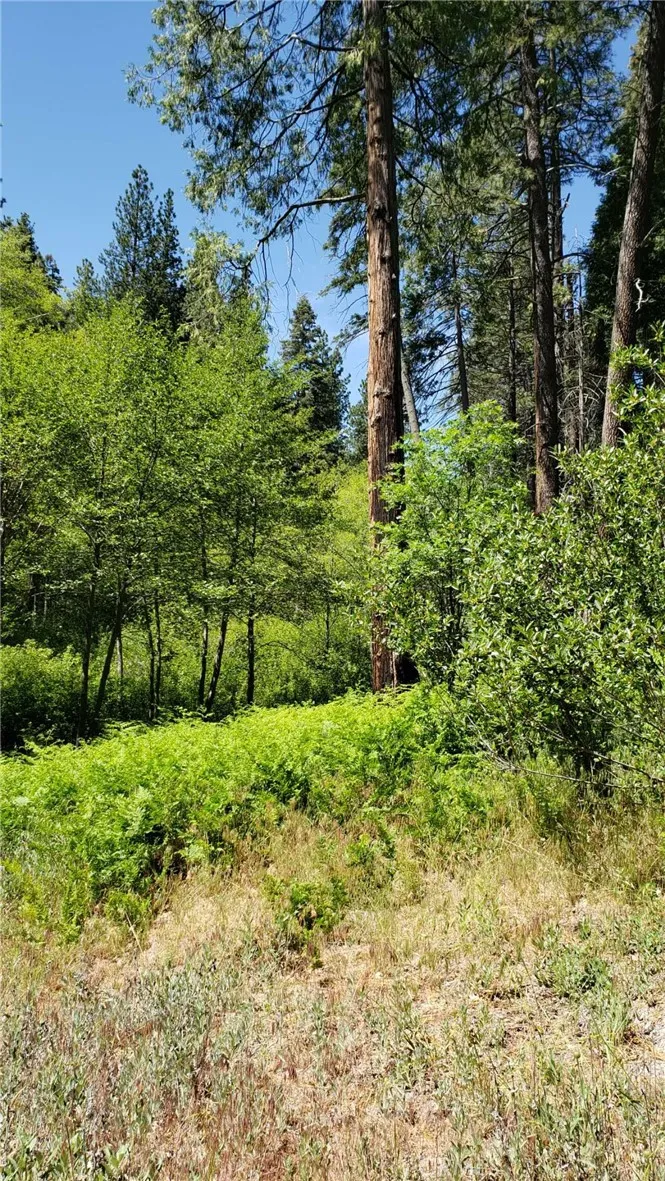 29531 Little Bear Creek Road Cedar Glen, CA 92321
