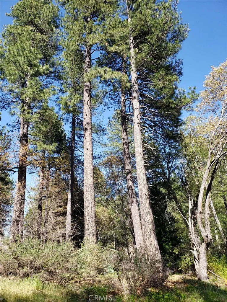 29531 Little Bear Creek Road Cedar Glen, CA 92321