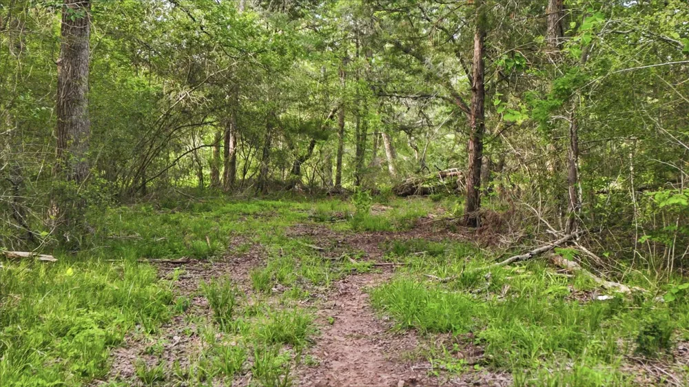 1165 Cr 213 Weimar, TX 78962
