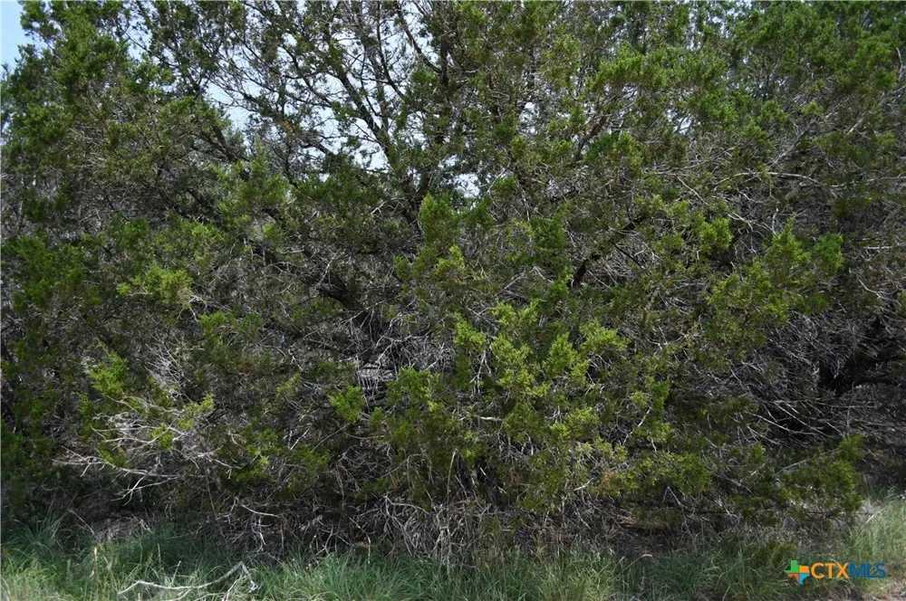 135 Agarita Drive Spring Branch, TX 78070