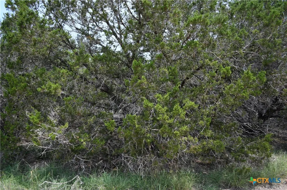 135 Agarita Drive Spring Branch, TX 78070