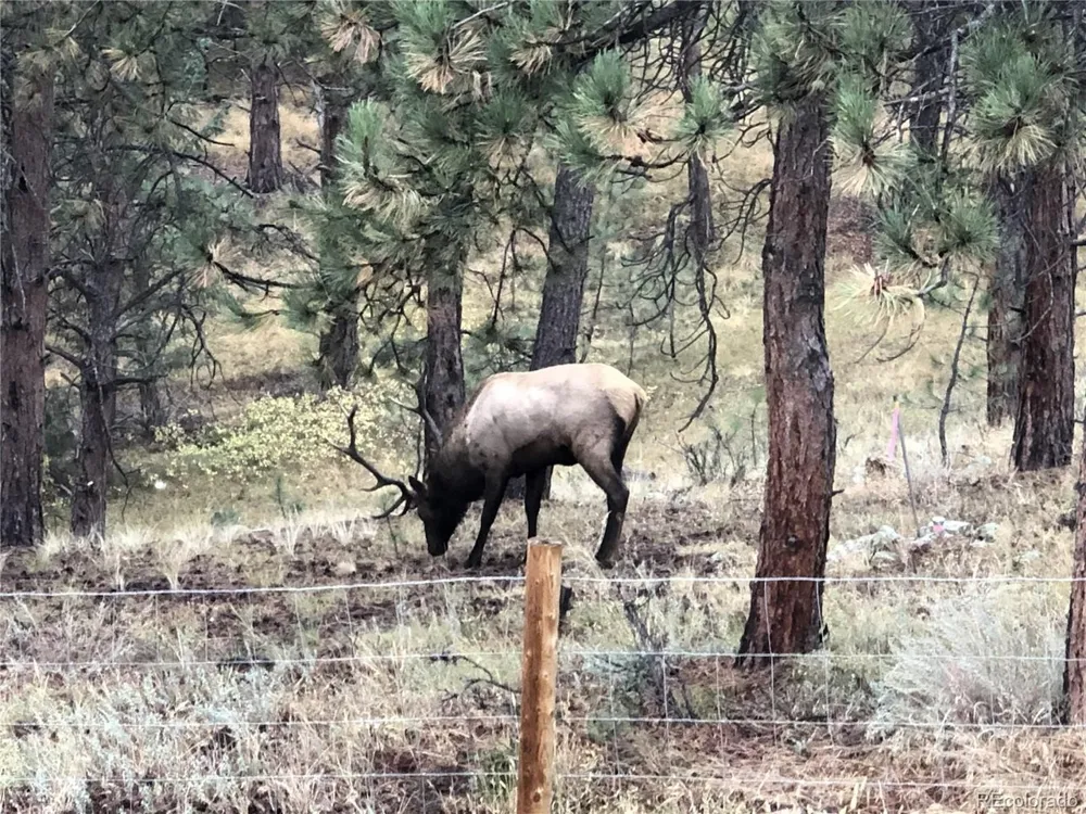 444 Broken Arrow Road Evergreen, CO 80439