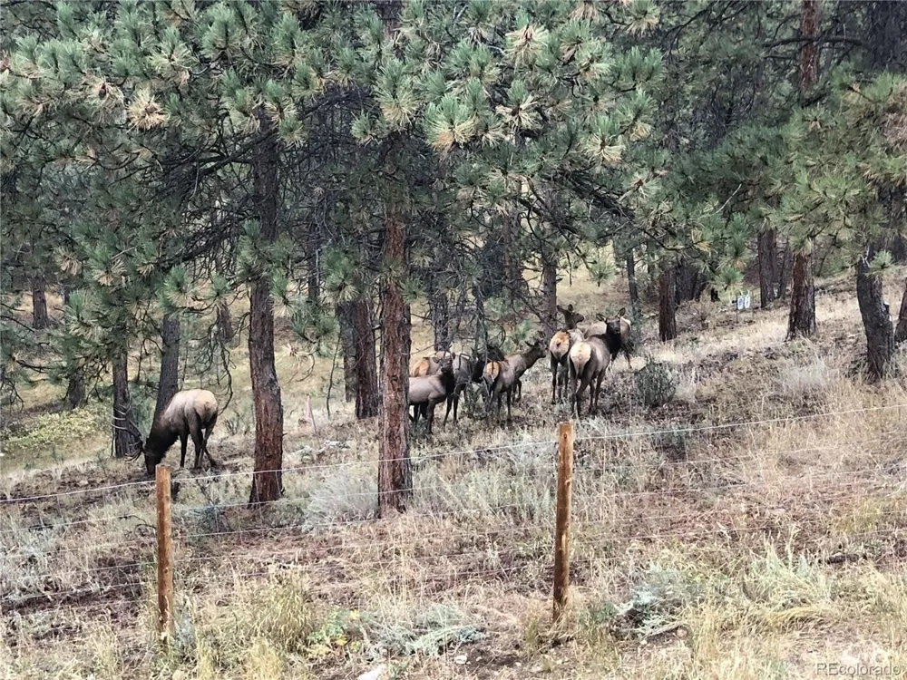 444 Broken Arrow Road Evergreen, CO 80439