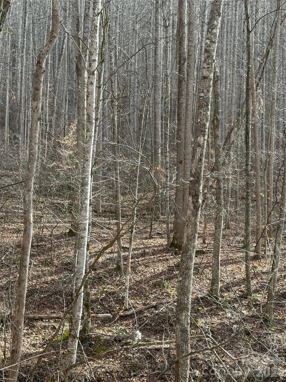00000 Martins Creek Road Barnardsville, NC 28709