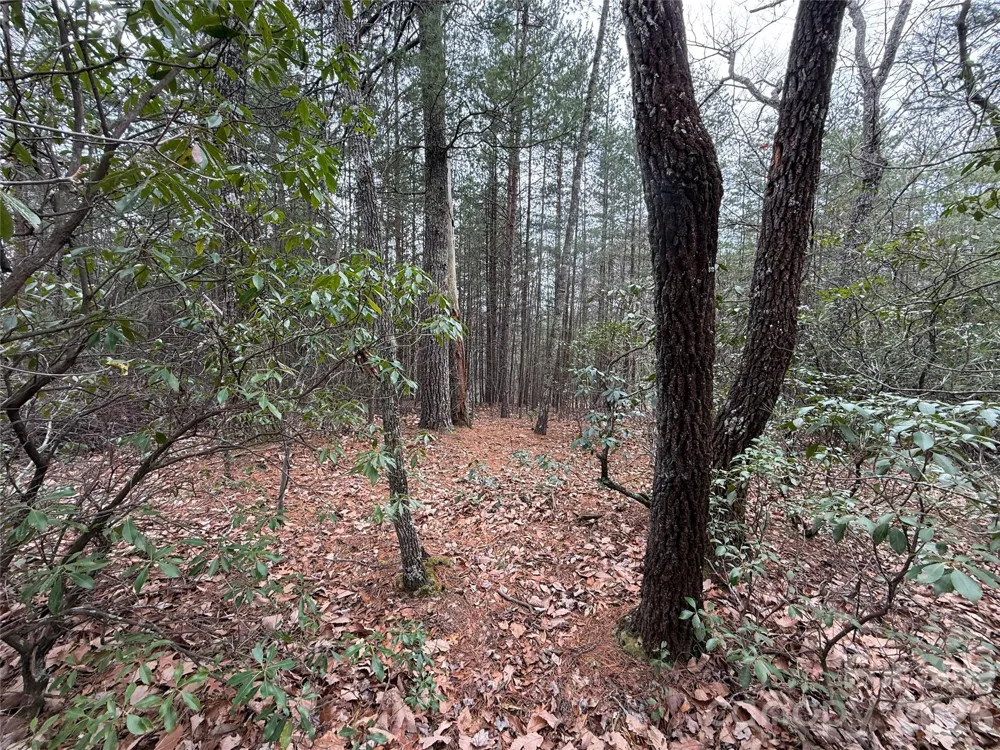 TBD Deer Antler Drive #82 Purlear, NC 28665