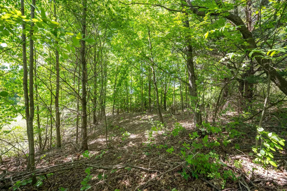 Traverse Road Colfax Township, MI 49683