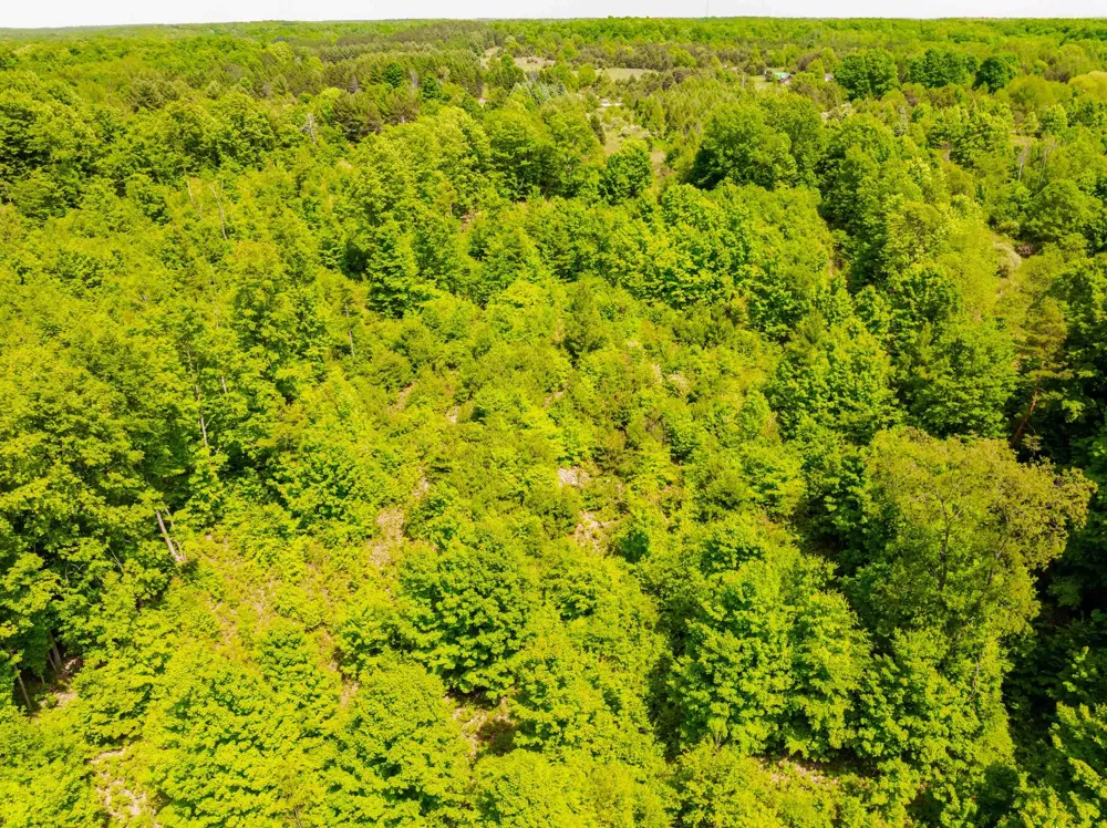 Traverse Road Colfax Township, MI 49683