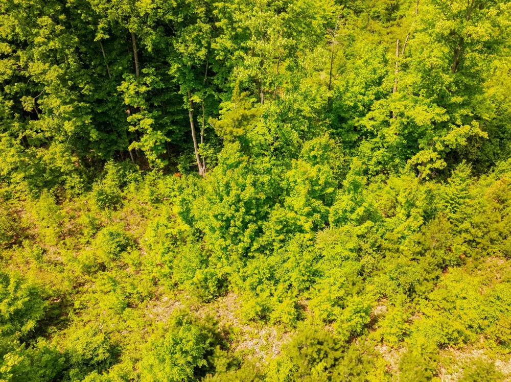 Traverse Road Colfax Township, MI 49683