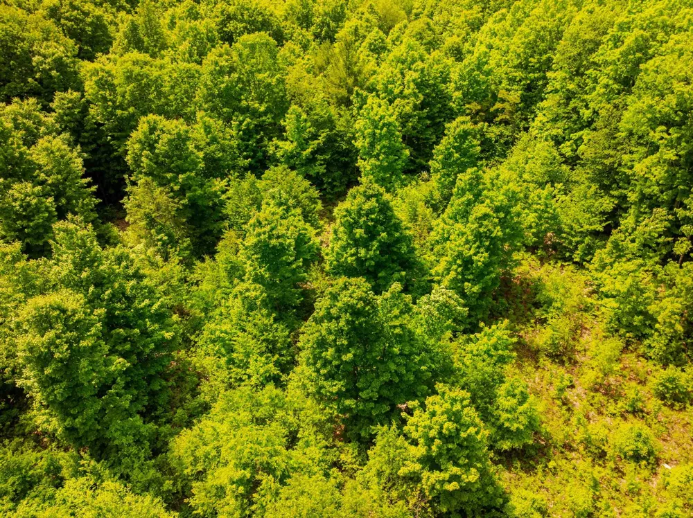Traverse Road Colfax Township, MI 49683