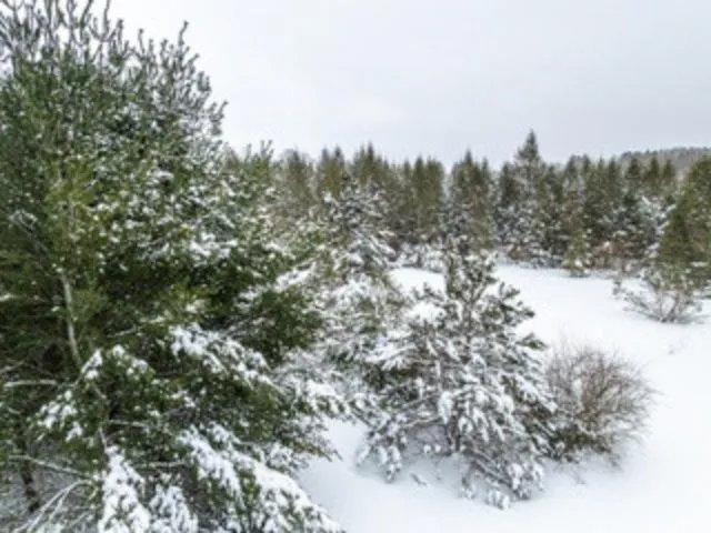 Traverse Road Colfax Township, MI 49683