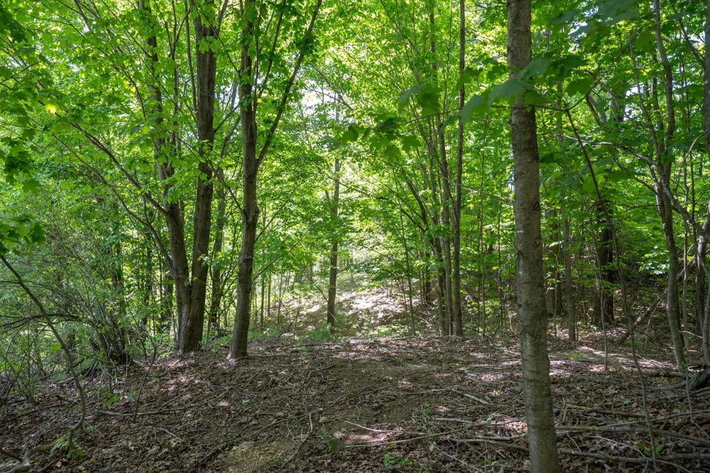 Traverse Road Colfax Township, MI 49683